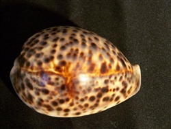 Cypraea Tigris - Tiger Cowry